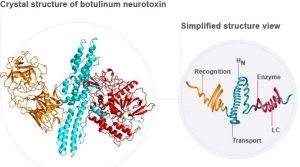 estrutura-da-toxina-botulinica-do-botox-dermato-especialista